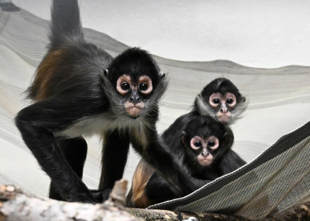 Three of five endangered spider monkeys are seen after their arrival at Brookfield Zoo in December 2024. The monkeys recovered at the San Diego Zoo after being confiscated from smugglers the previous year. (Brookfield Zoo)