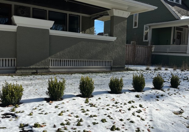 This new hedge of boxwoods has been properly spaced, giving the young shrubs room to grow wider as they grow taller. The size and width that plants will reach when they are fully mature is one of the important facts to determine before you buy them. (Beth Botts/The Morton Arboretum)