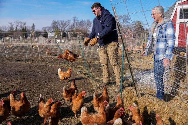 Red Star hens, a hybrid breed that lays large brown eggs, walk around outside their coop at Historic Wagner Farm, Friday, Feb. 7, 2025, in Glenview, Ill. (AP Photo/Erin Hooley)