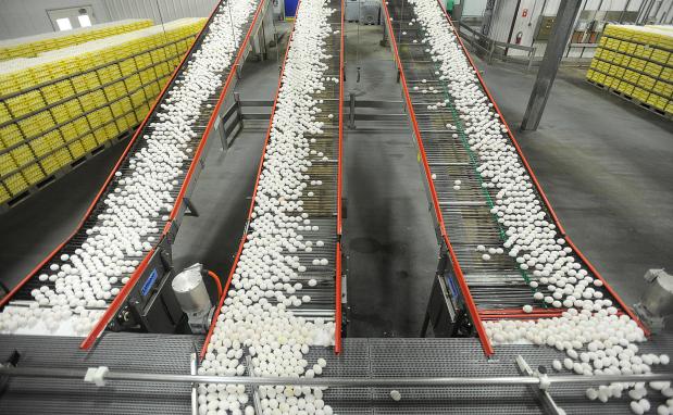 FILE - In this July 28, 2012 file photo, chicken eggs are transported by conveyor belt from the production side to the packaging side at a farm in Cortland, Ind. (Aaron Piper/The Tribune via AP, File)