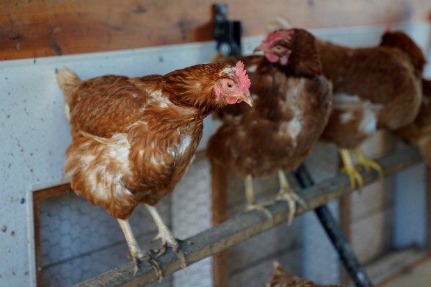 Bird flu, which required farmers to kill millions of chickens to stop its spread, is what's causing egg prices to increase so dramatically, not inflation, experts say.