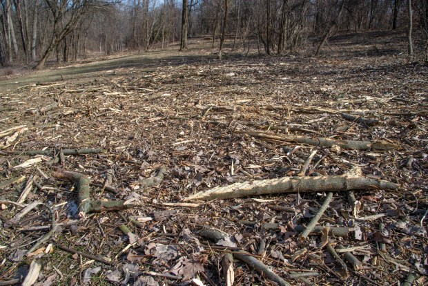 Once thick with invasive species, areas of Valparaiso's Rogers Lakewood Park are being cleared of thick, overgrown sections with the help of the U.S. Fish and Wildlife Service as of Monday, Feb. 10, 2025. (Michael Gard/for the Post-Tribune)