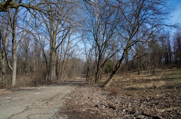 Once thick with invasive species, areas of Valparaiso's Rogers Lakewood Park are being cleared of thick, overgrown sections with the help of the U.S. Fish and Wildlife Service as of Monday, Feb. 10, 2025. The area on the right has been cleared, while the area on the left has not been. (Michael Gard/for the Post-Tribune)