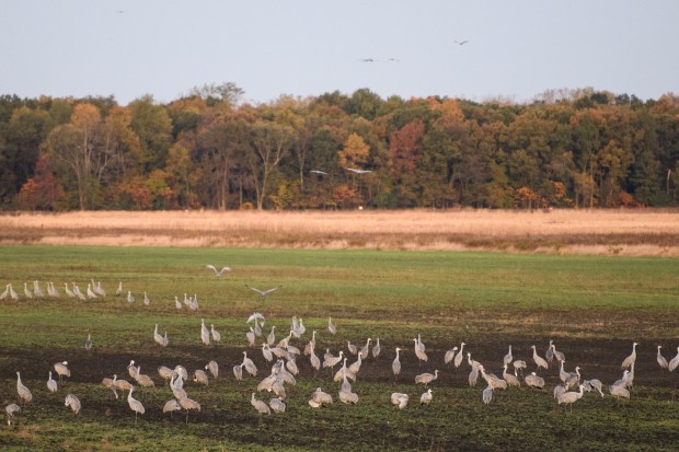 Sandhill cranes congregate on a field at the Jasper-Pulaski Fish & Wildlife Area in Medaryville, Indiana on Wednesday, Oct. 23, 2019.