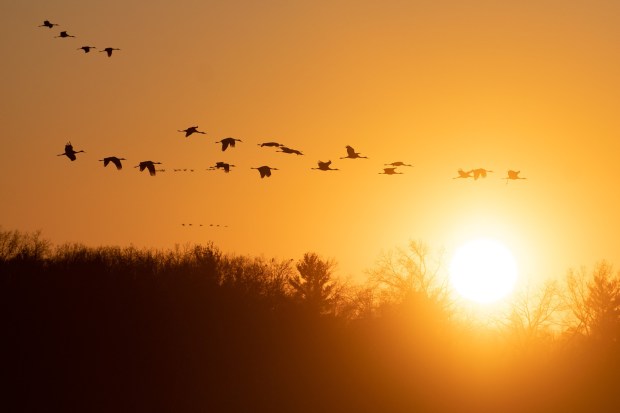 A flock of sandhill cranes fly past the setting sun as they prepare to land in a field at the Jasper-Pulaski Wildlife Area on Wednesday, November 11, 2020. (Kyle Telechan / Post-Tribune)