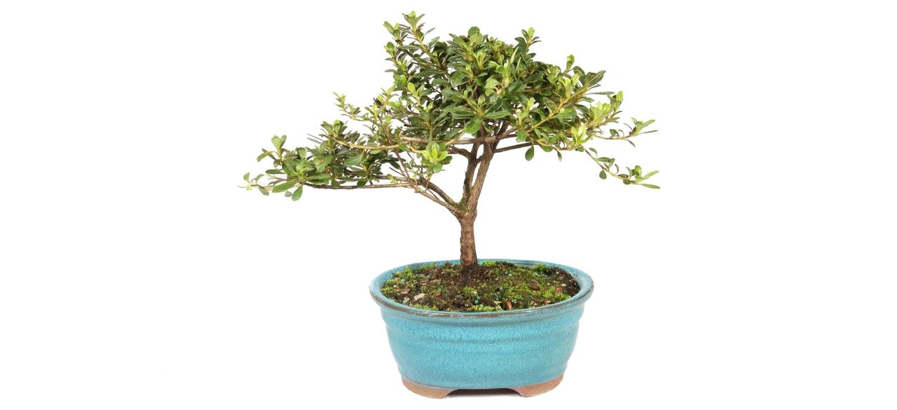 Brussel's Bonsai Live Satsuki Azalea Outdoor Bonsai Tree