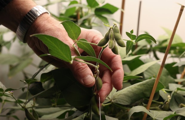 Prof. Emeritus Brian Diers checks on varieties of soybeans being grown for the Soybean Innovation Lab at the University of Illinois campus on Feb. 14, 2025, in Urbana. (John J. Kim/Chicago Tribune)