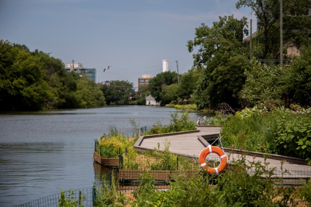 The Wild Mile floating boardwalk and gardens can be seen on the man-made North Branch Canal of the Chicago River east of Goose Island, June 30, 2022. (Erin Hooley/Chicago Tribune)