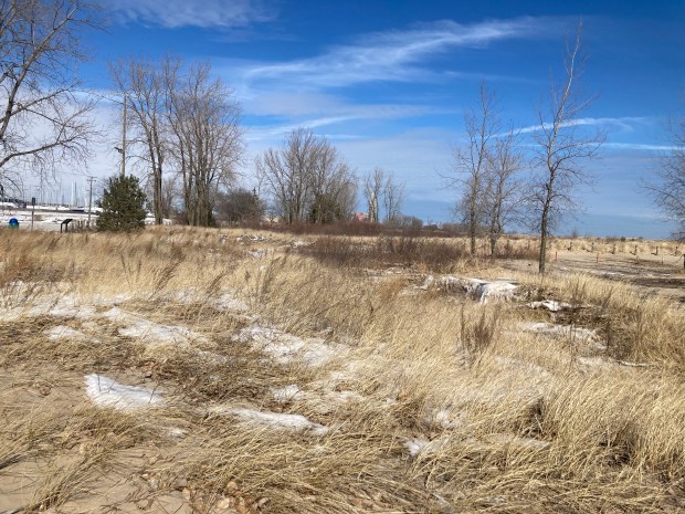 Hundreds of plant species grow in the Waukegan Dunes. (Steve Sadin/For the Lake County News-Sun)