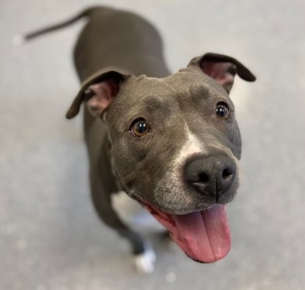 Mimi is a 5-year-old mixed pitbull dog available for adoption at the Naperville Area Humane Society. She's part of a package deal with another dog who is her bonded pal, Gucci. (Naperville Area Humane Society)