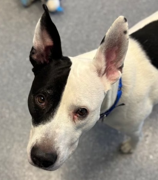 The fee to adopt Gucci is waived at the Naperville Area Humane Society because the mixed pitpull dog is 7 years old. (Naperville Area Humane Society)