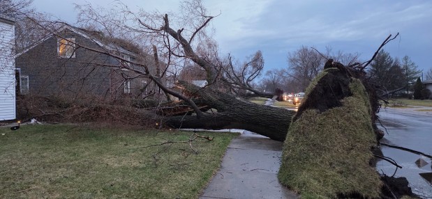 A line of felled trees lines Forrest Drive in Highland after a violent storm ripped through Lake County on Wednesday, March 19, 2025. Two houses suffered varying degrees of damage but no one was hurt. (Michelle L. Quinn/for Post-Tribune)