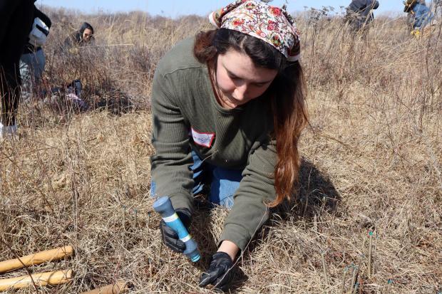 Jess Powers applies herbicide to black chokeberry stubble Saturday, March 8 at Gensburg-Markham Prairie in Markham as part of a new stewardship effort at the National Natural Landmark. (Susan DeGrane/Daily Southtown)