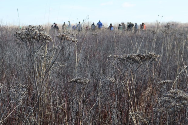 Volunteers fan out Saturday, March 8 across Gensburg-Markham Prairie in Markham as part of a new stewardship effort at the National Natural Landmark. (Susan DeGrane/Daily Southtown)