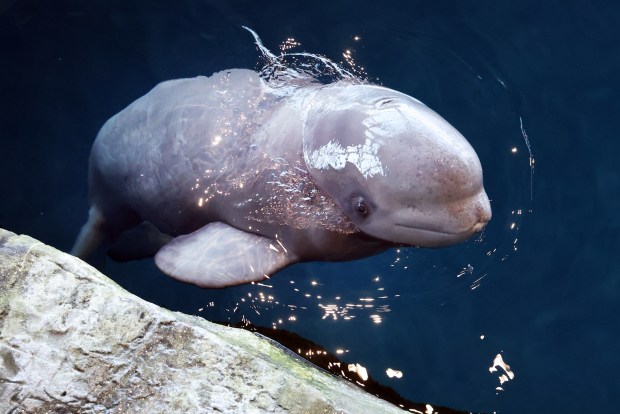 The seven-month-old baby beluga whale at the Shedd Aquarium in Chicago, seen on Thursday, March 6, 2025, now has a name, Opus, after more than 1,000 votes were cast by aquarium members. (Terrence Antonio James/Chicago Tribune)