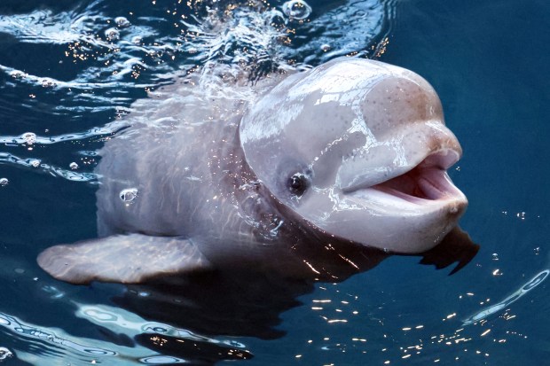 The 7-month-old beluga whale at the Shedd Aquarium in Chicago on March 6, 2025, After more than 1,000 votes were cast by aquarium members, the beluga calf was named Opus. (Terrence Antonio James/Chicago Tribune)