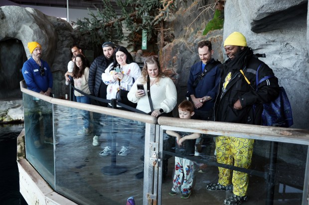 Visitors at the Shedd Aquarium watch Opus, the seven-month-old baby beluga on March 6, 2025. (Terrence Antonio James/Chicago Tribune)