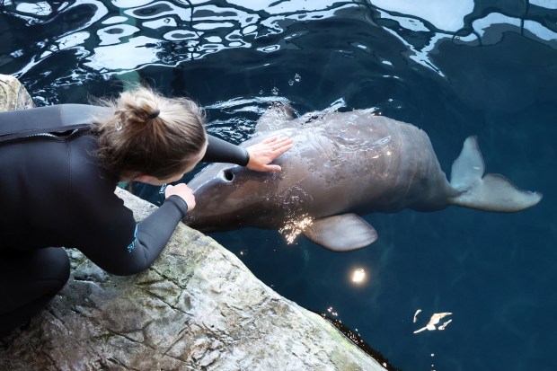 Sheri Hendricks, supervisor of cetaceans at the Shedd Aquarium, plays with Opus, a seven-month-old baby beluga whale on March 6, 2025. (Terrence Antonio James/Chicago Tribune)