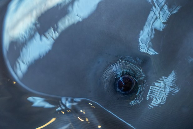 A beluga whale calf, born in July 2024 to 35-year-old resident beluga Naya, swims in his enclosure at Shedd Aquarium, Feb. 13, 2025, in Chicago. (Erin Hooley/AP)