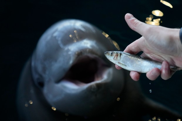 Director of Animal Behavior and Training Charlie Jacobsma feeds a herring to the then-unnamed beluga whale calf at the Shedd Aquarium, Feb. 13, 2025, in Chicago. (Erin Hooley/AP)