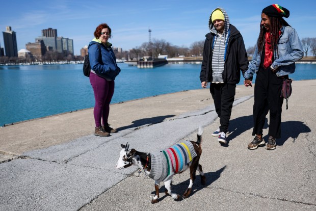 A person stops to admire Gaia, Matt and Renee Jarvi's goat, as they walk along Belmont Harbor on March 9, 2025. The couple, from St. Paul, Minnesota, was in town to visit their friend in Lincoln Park. They rescued Gaia from a ranch after a coyote attacked her siblings. (Eileen T. Meslar/Chicago Tribune)