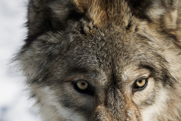 Amow, a 10-month-old gray wolf, is seen at Big Run Wolf Ranch in Lockport on Feb. 12, 2025. (Audrey Richardson/Chicago Tribune)