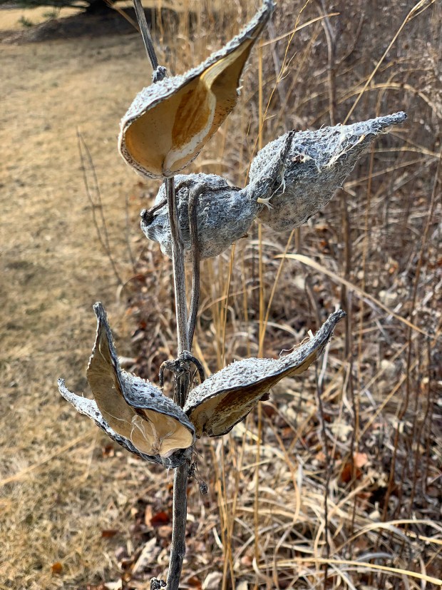 Milkweed pods in winter. (Sheryl DeVore/For the Lake County News-Sun)