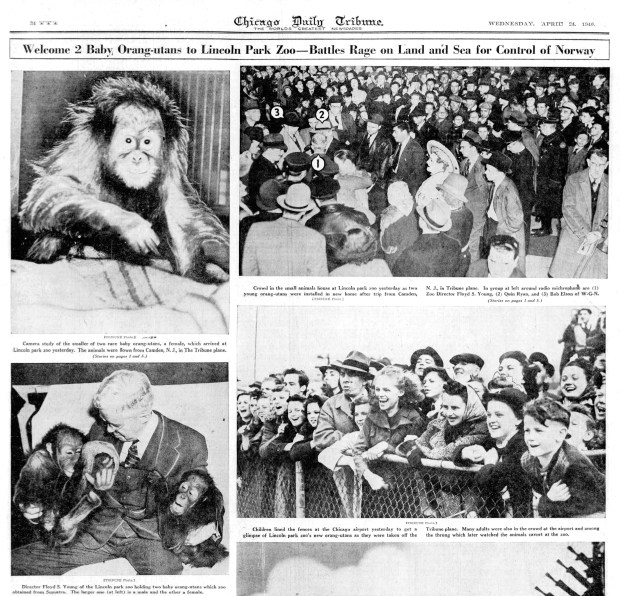 Crowds greeted the arrival of two young orangutans from Sumatra at Midway airport and Lincoln Park Zoo on April 23, 1940. (Chicago Tribune)