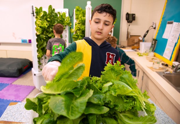 Second grader Kusay Ibrahim harvests lettuce for use at the school on Thursday, April 17, 2025 at South Haven Elementary School. (Michael Gard/for the Post-Tribune)