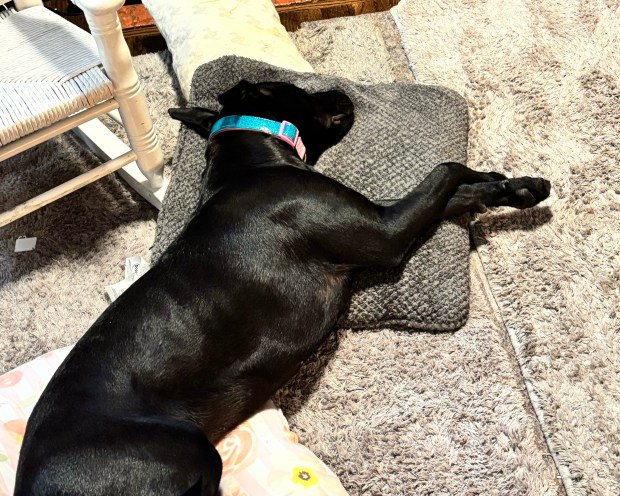 Lady lays by the fire after Paul Buck and Kristen Adamiak brought her home from Animal Welfare League Feb. 17, 2025. (Kristen Adamiak)