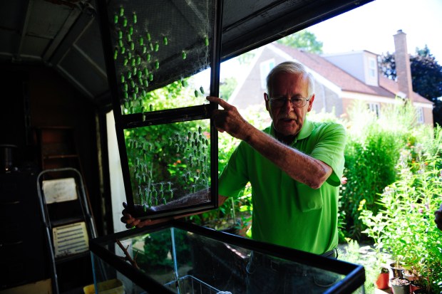 Bob Erlich, seen here in 2019, checks on an aquarium of monarch cocoons in his garage in Evergreen Park. (Gary Middendorf/Daily Southtown)