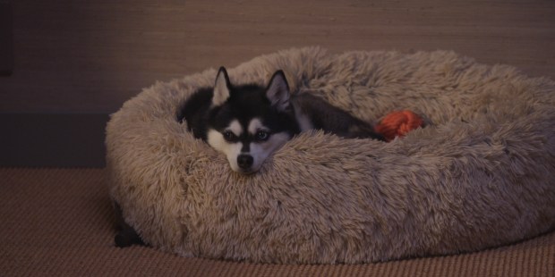 Nico is the dog belonging to Orna Guralnik and often sleeps off to the side during her sessions, in "Couples Therapy." (Paramount+ with Showtime)