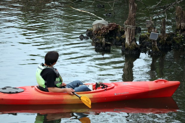 A kayaker paddles past a snapping turtle known as "Chonkosaurus" as the turtle rests on a chain atop the remains of a pylon in the North Branch Canal of the Chicago River on May 29, 2025. (Terrence Antonio James/Chicago Tribune)