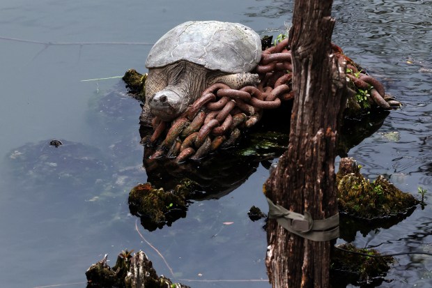 A snapping turtle known as "Chonkosaurus" rests on a chain atop the remains of a pylon in the North Branch Canal of the Chicago River on May 29, 2025. (Terrence Antonio James/Chicago Tribune)