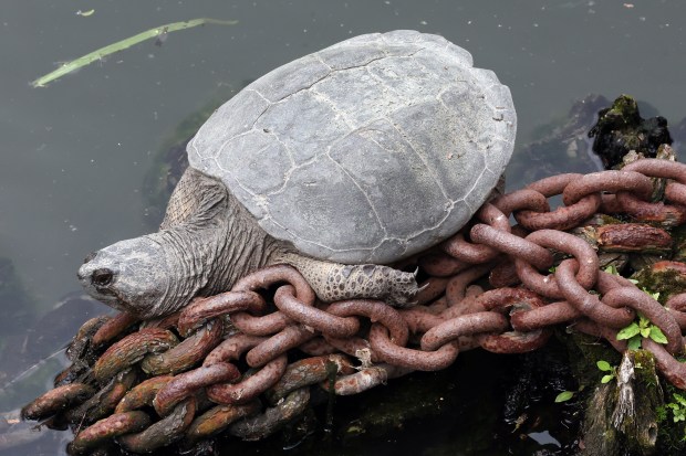 A snapping turtle known as "Chonkosaurus" rests on a chain atop the remains of a pylon in the North Branch Canal of the Chicago River on May 29, 2025. (Terrence Antonio James/Chicago Tribune)