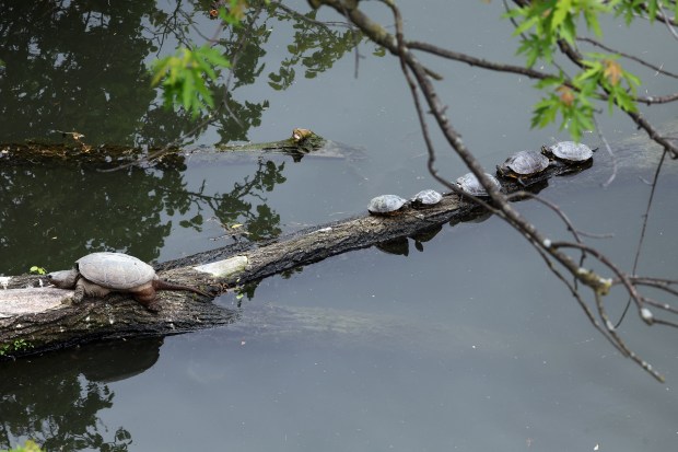 Another snapping turtle, left, not the famous turtle called "Chonkosaurus," emerges from the water in the North Branch Canal of the Chicago River in Chicago on May 29, 2025. (Terrence Antonio James/Chicago Tribune)
