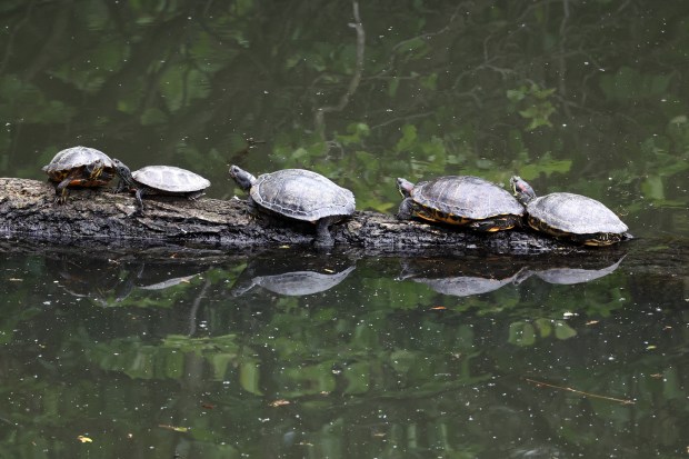 Turtles rest on a tree in the North Branch Canal of the Chicago River in Chicago on May 29, 2025. The famous snapping turtle called "Chonkosaurus" was nearby this smaller grouping of turtles. (Terrence Antonio James/Chicago Tribune)