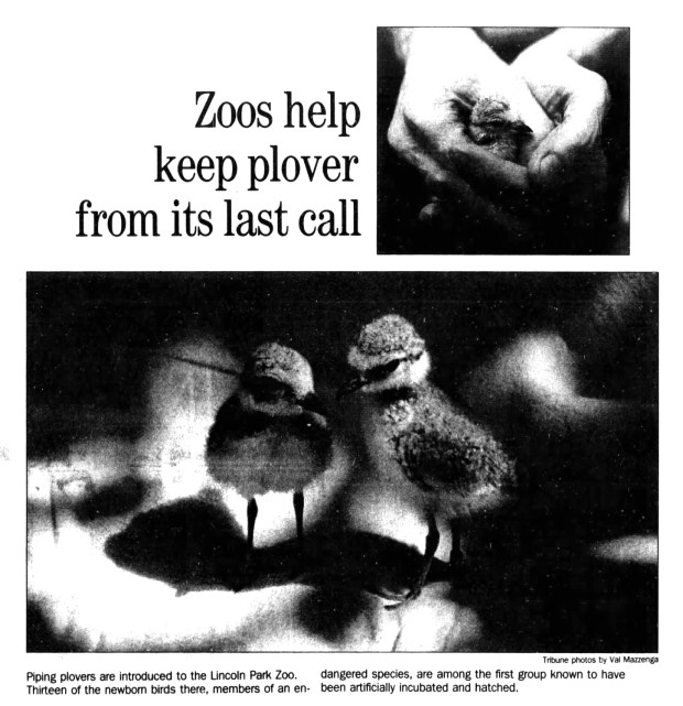 Of 15 eggs rescued by Lincoln Park Zoo staff from the rising floodwaters of the Missouri River in 1995, 13 were successfully incubated. (Chicago Tribune)