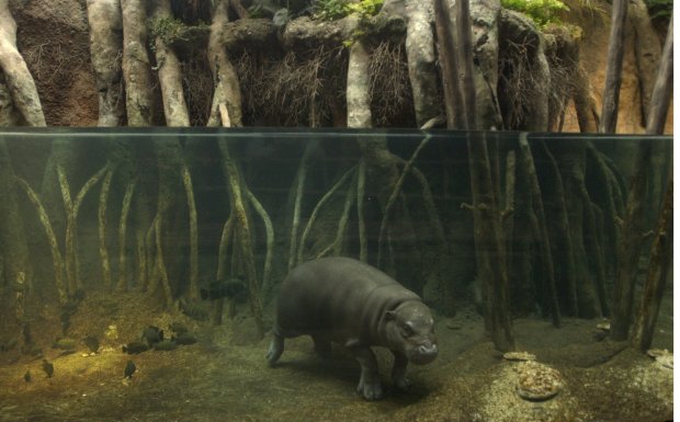 05/15/03 Metro 88725588 African---Tribune photos by Nancy Stone---Howie the Pygmy hippo walks around his new space where he can choose to hang out underwater as he is here or on land when he's in the mood. Lincoln Park Zoo's Regenstein African Journey, the newly renovated Large Mammal Habitat now features displays of African animals in natural habitats. The new building will open to the public on Thursday May 22 but the elephants, gazelles, African wild dogs, warthogs and occassionally the giraffes are on display in their outside facilities. 88725588_Chicago Tribune_Tribune photo by Nancy Stone_5/15/03_NIKON D1H_Zoo 2 Stone_NO MAGS/NO SALES/NO INTERNET. ORG XMIT: 88725588Story Slug: African