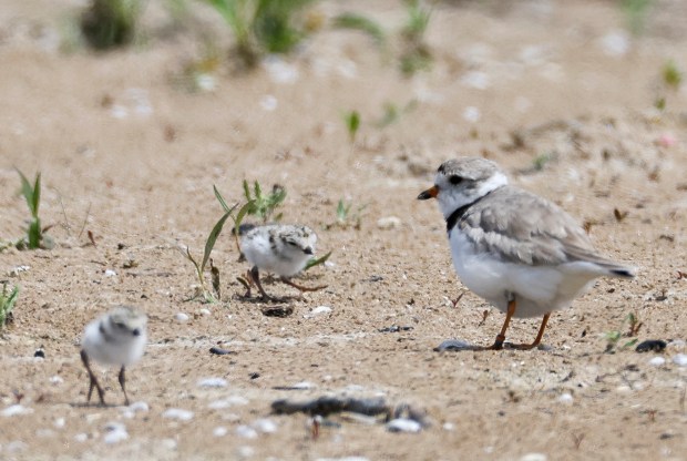 Piping plover chicks walk around near an adult piping plover at Montrose Beach on July 1, 2024. (Eileen T. Meslar/Chicago Tribune)