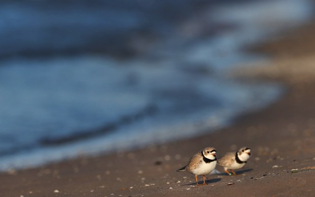 A pair of piping plovers walk along the Lake Michigan shoreline at Montrose Beach in Chicago on April 11, 2025. (Chris Sweda/Chicago Tribune)