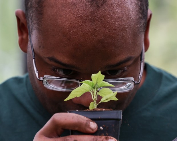 Ja'Don Banks transplants a pepper plant in the new greenhouse at Lambs Farm on May 22, 2025, in Libertyville. (Stacey Wescott/Chicago Tribune)
