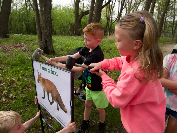 Quentin Copeland and Britta Bowman hammer the fox sign into place as part of their class's end-of-the-year project. The students also recorded a supplementary podcast. (Joe States/Lake County News-Sun)
