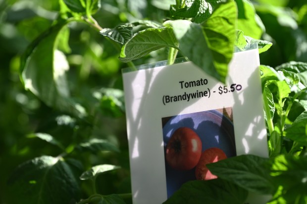 A tag marks the location of a Brandywine tomato plant at the Spring Plant Sale and Farm Festival on May 10, 2025 at Liberty Prairie (550 Harris Road) in Grayslake. (Karie Angell Luc/Lake County News-Sun)
