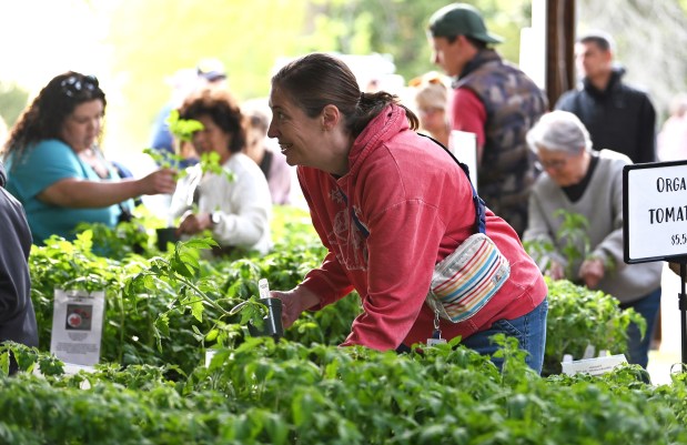 The plant sale has just opened. In red, smiling, is Heidi Robinson of Libertyville. From far left to right, are (in blue) Katy Velasquez of Antioch and Katy's mother Miriam Velasquez, also of Antioch, at the Spring Plant Sale and Farm Festival on May 10, 2025 at Liberty Prairie (550 Harris Road) in Grayslake. (Karie Angell Luc/Lake County News-Sun)