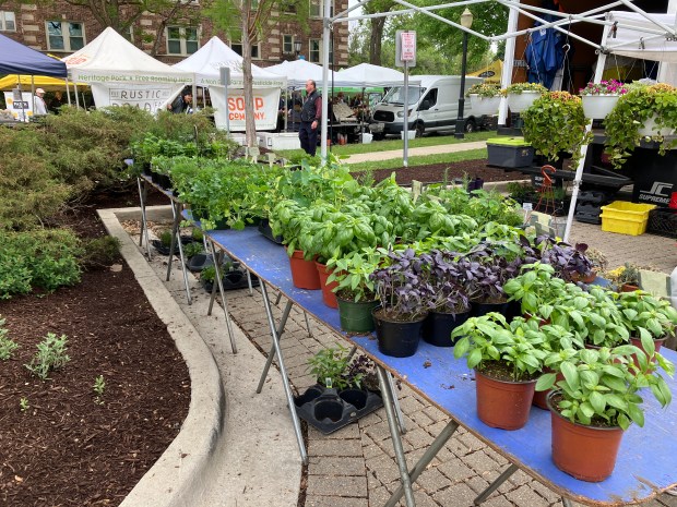 A variety of plants area available May 22 at the booth of Skibbe Farms, of Michigan, during the opening day for the La Grange Farmers Market. (Hank Beckman/Pioneer Press)
