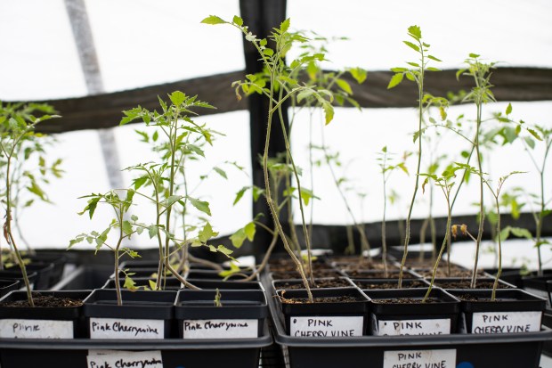 Seedlings planted by Bob Zeni grow in a greenhouse in 2022. Zeni, the Chicago Tomato Man, plants a wide range of heirloom varieties. (E. Jason Wambsgans/Chicago Tribune)