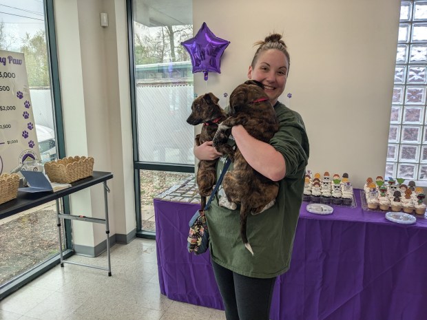 Nicole Bicking, a volunteer for Fido's Landing, holds sibling dogs she had been fostering during a soft opening for the organization in its new Homewood location. Daisy, the puppy on the left, was adopted at the event. (Janice Neumann/Daily Southtown)