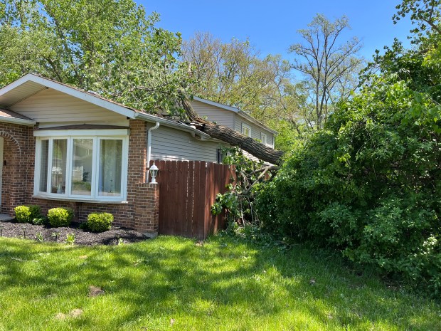 A large tree lies next to a Robbins home May 16, 2025, after severe storms and high winds caused it to fall and collapse the roof. (Brett Johnson/Daily Southtown)