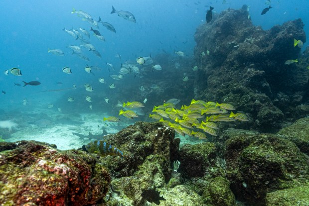Underwater image of fish at the North Seymour Island dive site in the Galapagos archipelago, Ecuador, taken on March 8, 2024. (Ernesto Benavides/Getty-AFP)